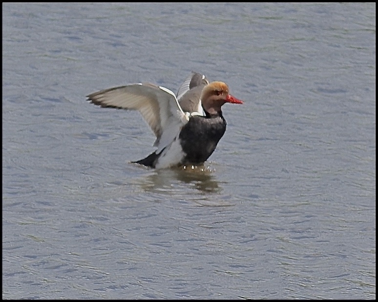 red-crested pochard
